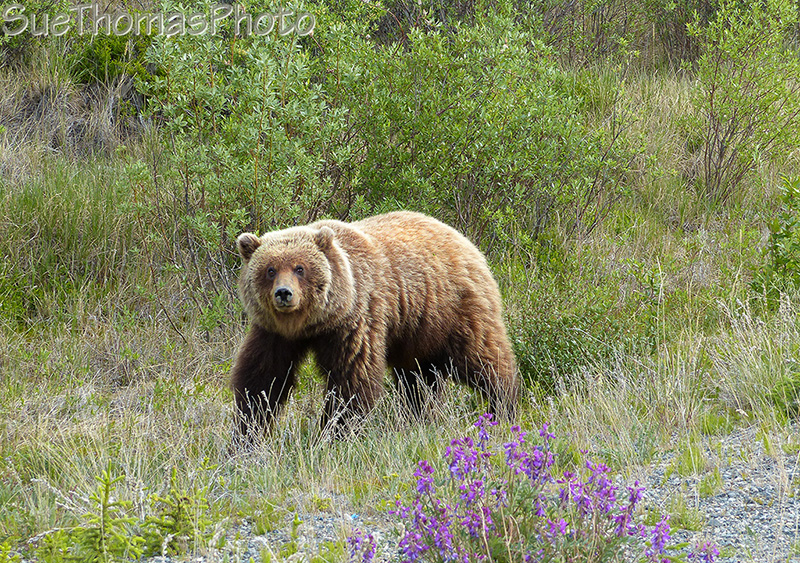 Grizzly in Yukon