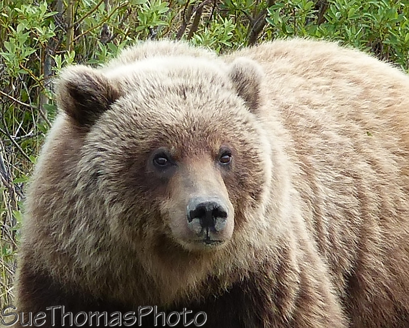Grizzly bear along the Alaska Highway in Yukon