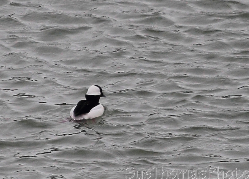 Bufflehead