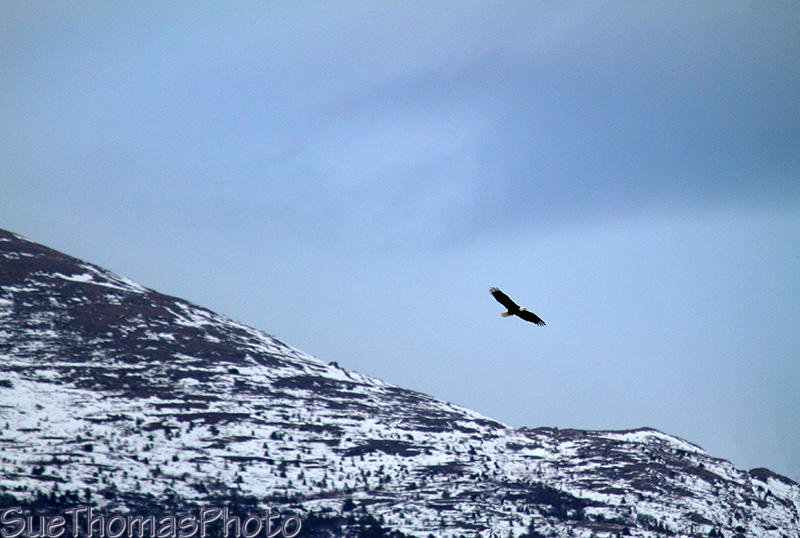 Bald Eagle