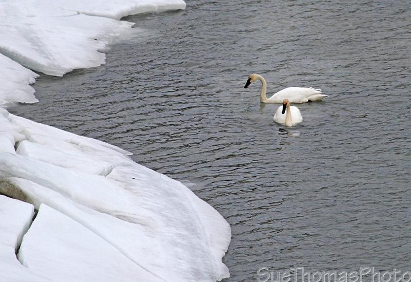 Swans on Takhini River