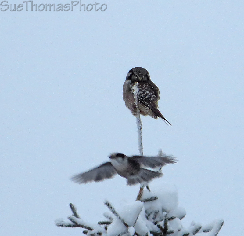 Northern Hawk Owl in Yukon