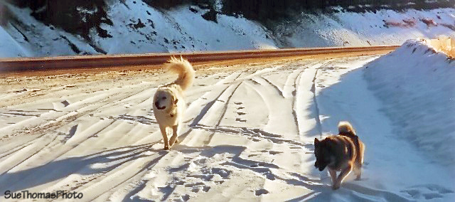 Kuvasz and Norwegian Elkhound on the Alaska Highway