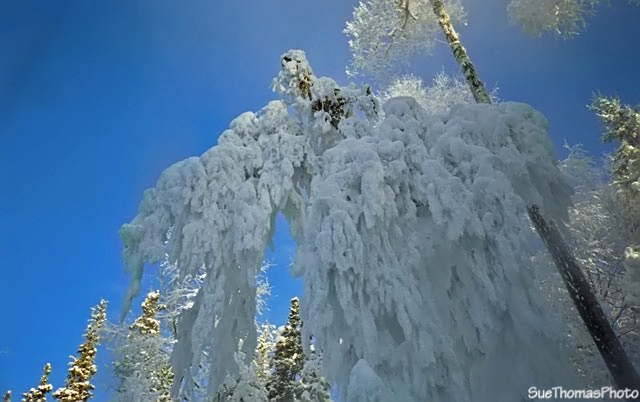 Frost at Liard Hot Springs, British Columbia