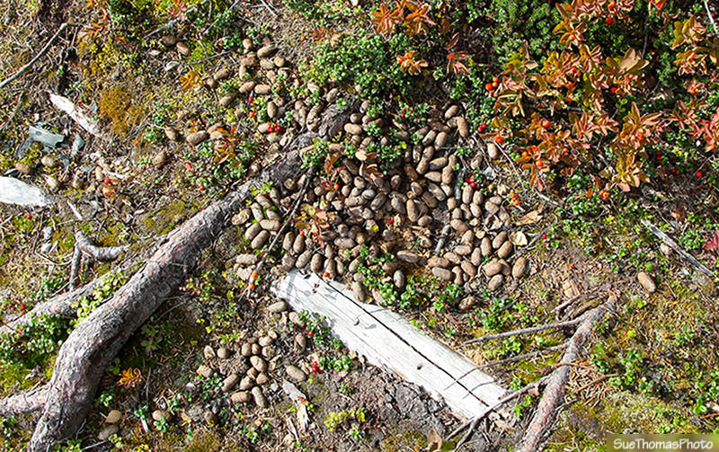 Moose Droppings, Alaska