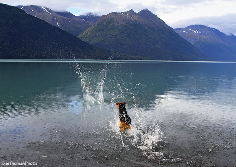 Tazz playing in Kenai Lake, Alaska