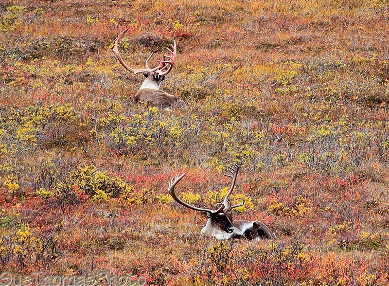 Caribou in Denali National Park, Alaska
