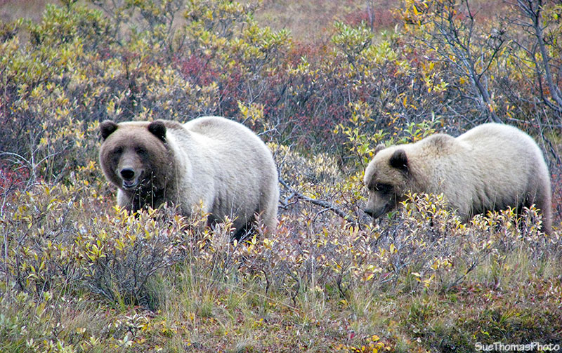 Grizzly and cub at Denali National Park, Alaska