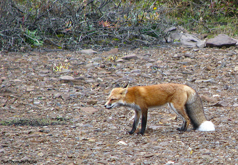 Fox in Denali National Park, Alaska