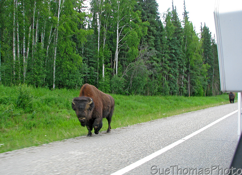 Bison walking along the Alaska Highway