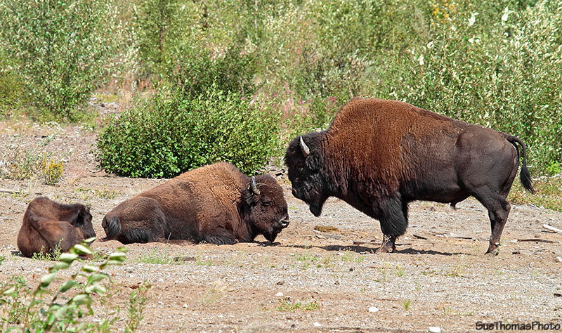Bison along Alaska Highway in British Columbia