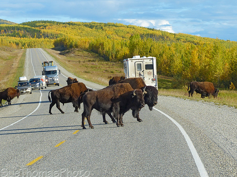 Wood bison on the Alaska Highway