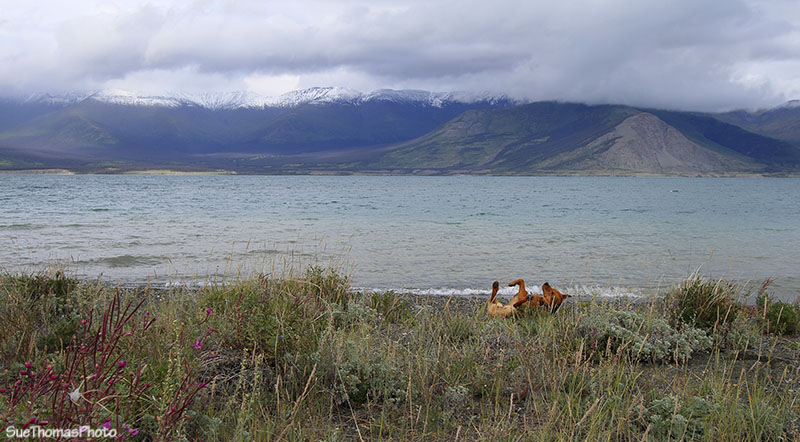 Kluane Lake area on the Alaska Highway in Yukon