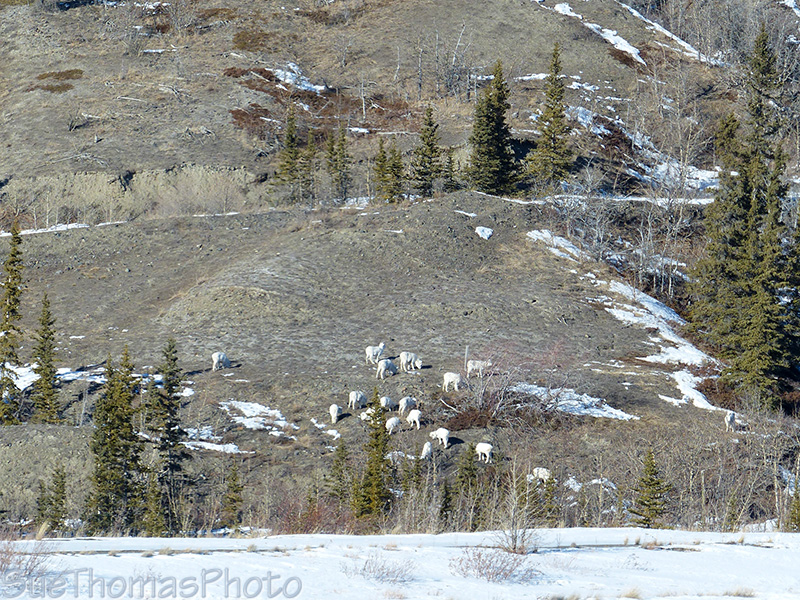Dall Sheep in winter on Sheep Mountain