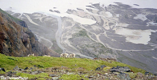 Mountain goats on Goatherd Mountain, Alsek River