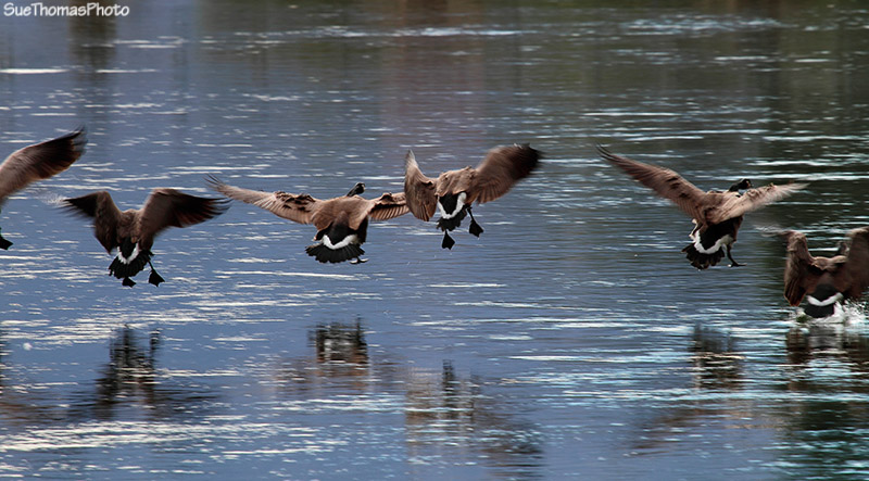 Geese at Okanagan Falls, B.C.