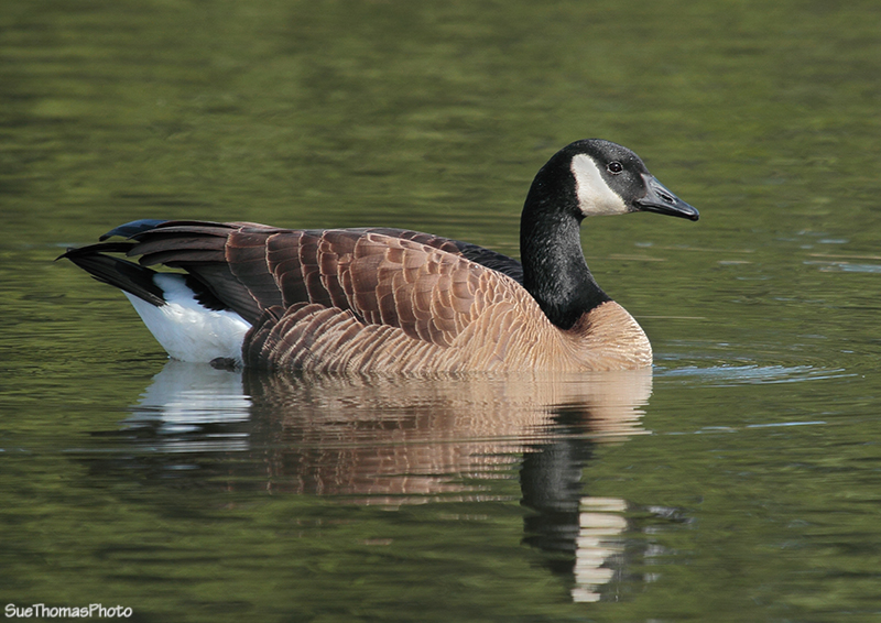 Canada Goose at Cowichan Valley, B.C.