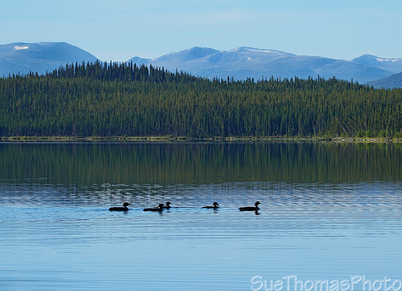 Loons on Sidney Lake, Yukon on South Canol