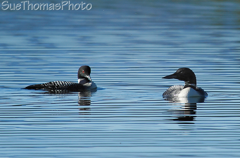 Loons on Sidney Lake in Yukon, on South Canol