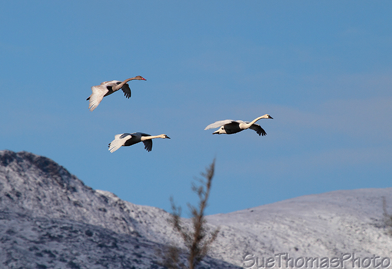 Tundra Swans, Alaska Highway, Yukon