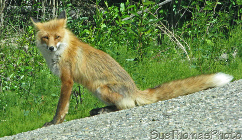 Red fox on Campell Highway, Yukon