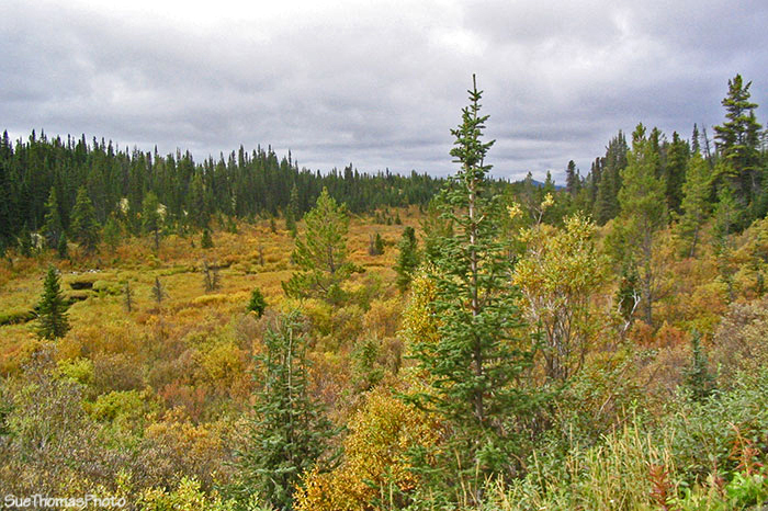 Marsh along the South Canol Road, Yukon