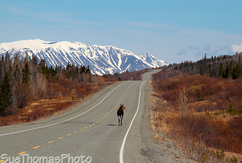 Moose on the Haines Road