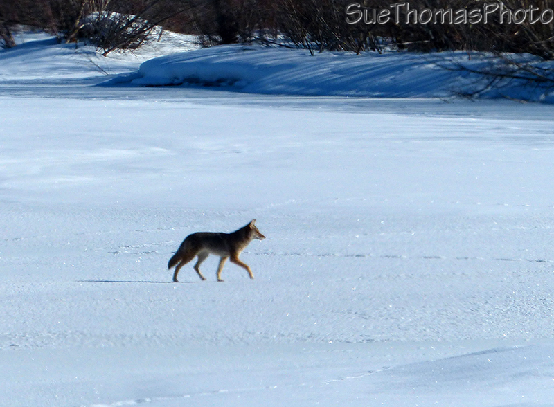 Coyote on the Dezadeash River, Haines Junction
