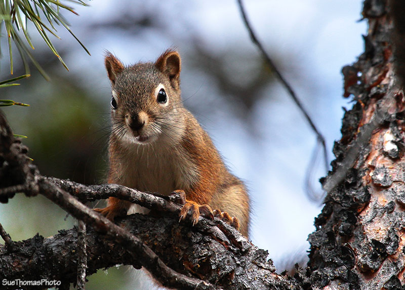 Squirrel - Yukon