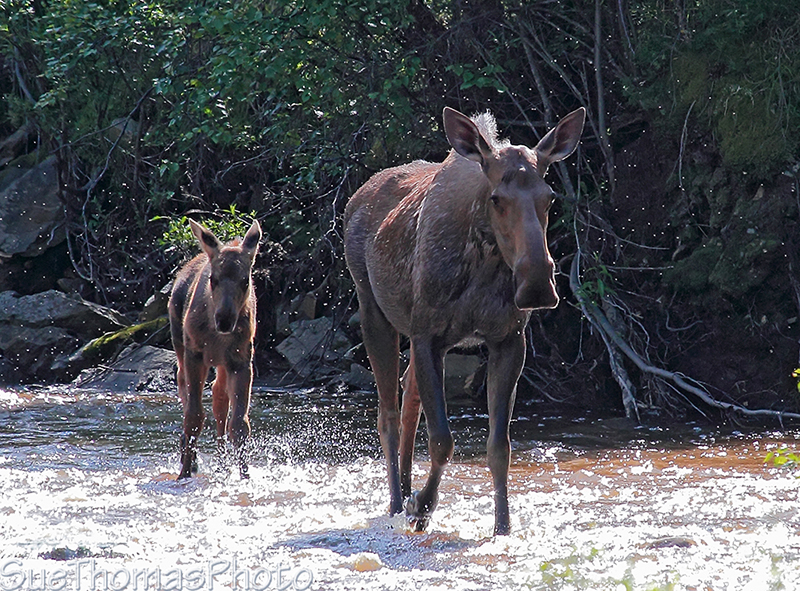Cow Moose with calves