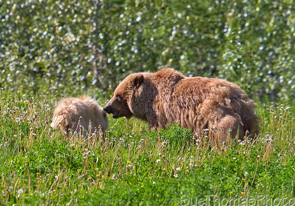 Grizzly sow with two cubs along the Alaska Highway
