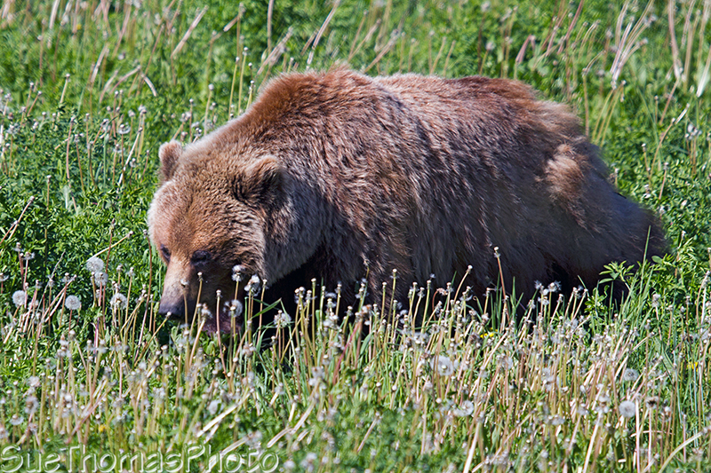 Grizzly sow with two cubs along the Alaska Highway