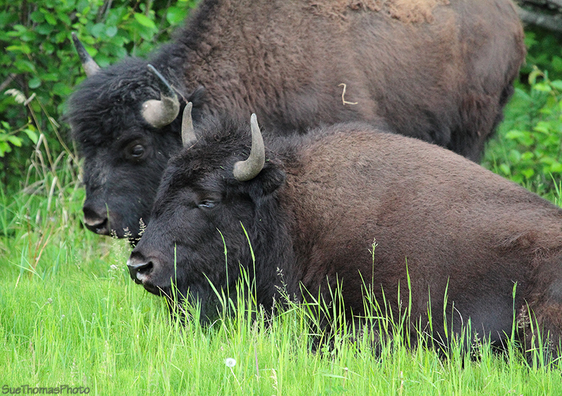Wood Bison along the Alaska Highway