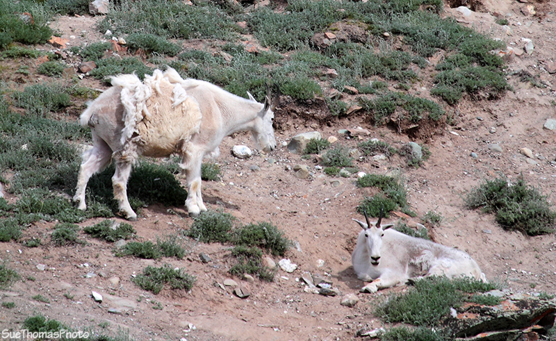 Mountain Goat at Yukon Wildlife Preserve