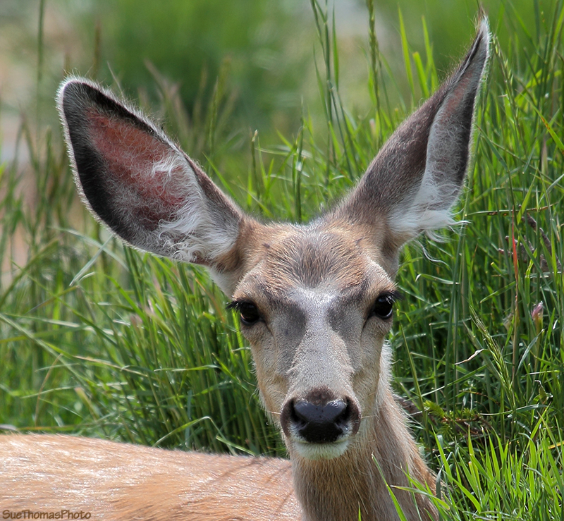 Mule Deer buck in Yukon