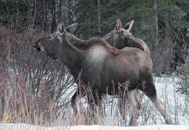 Moose calves along Alaska Highway