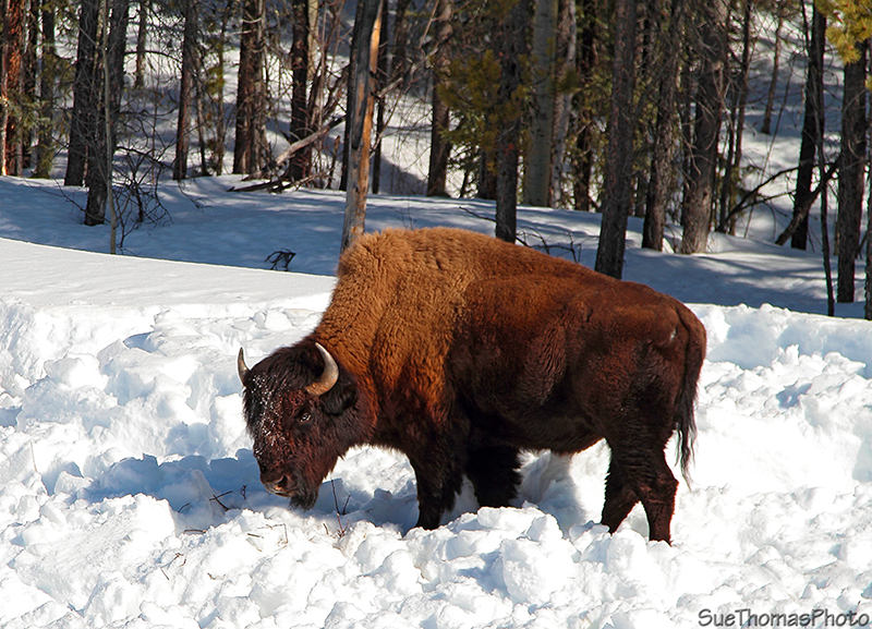 Bison seeking nutrition along the Alaska Highway near the Yukon/B.C. border - March 2013