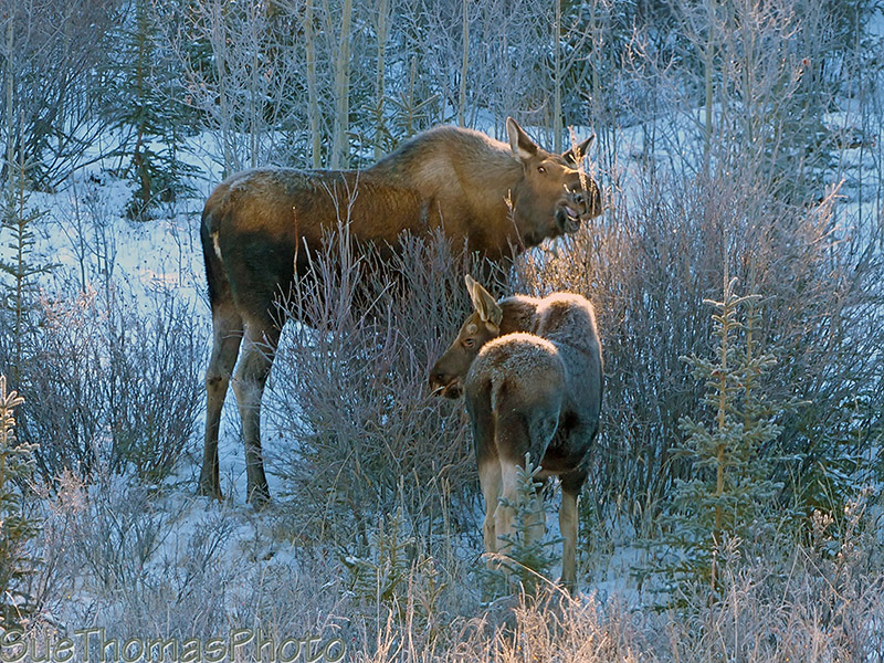 Cow and calf moose