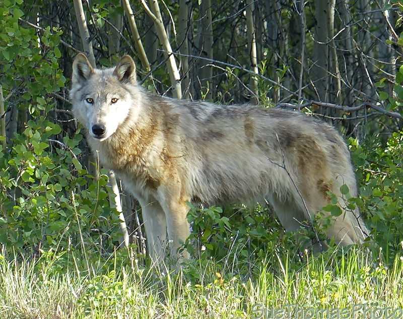 Wolf in Yukon