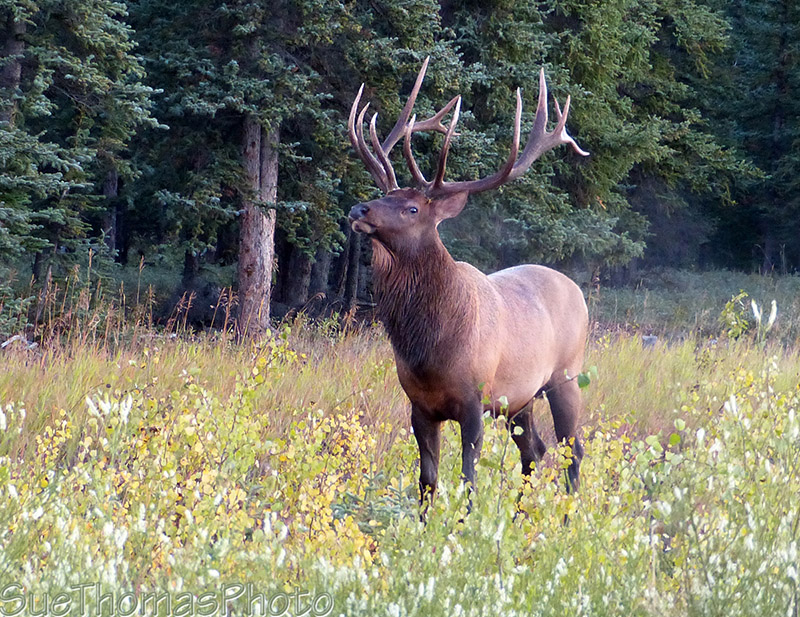 Bull elk beside the AK Hwy