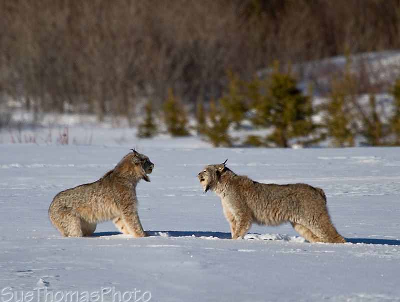 Lynx hissing at each other