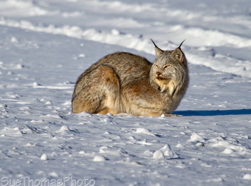 Lynx sitting in the sun in winter snow
