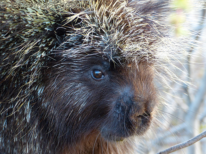 Porcupine in a willow tree