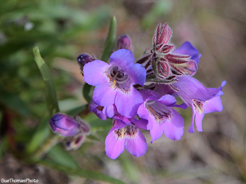 Spring flowers in Ibex Valley, Yukon
