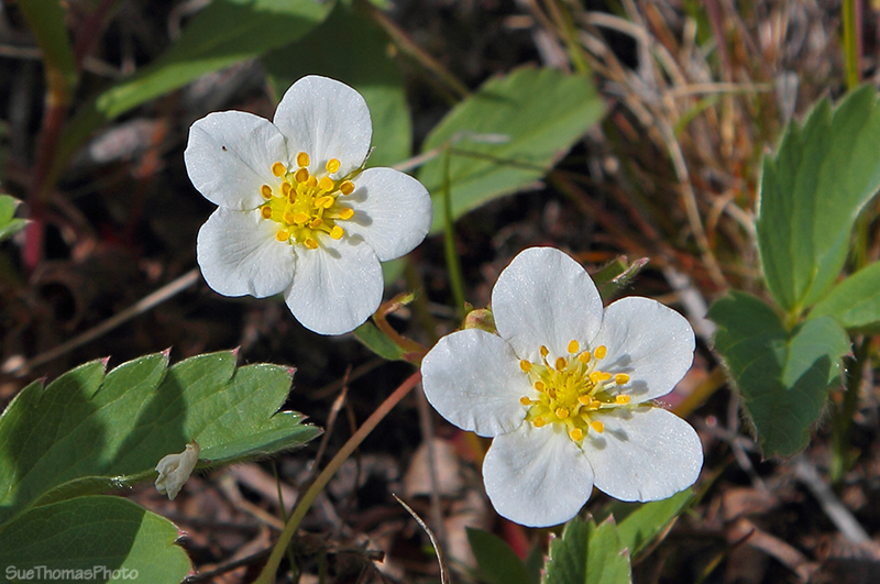 Spring flowers in Ibex Valley, Yukon