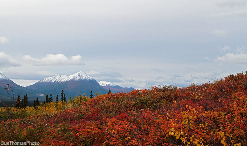 Fall Colours in Yukon