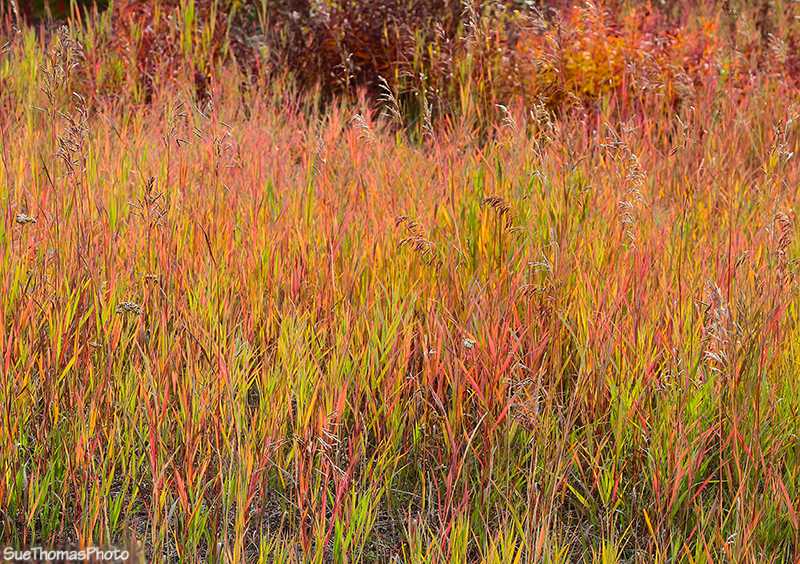 Fall/Autumn Colours in Yukon