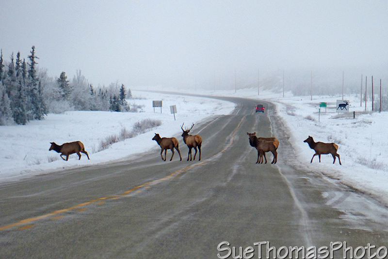 Elk on the Alaska Highway
