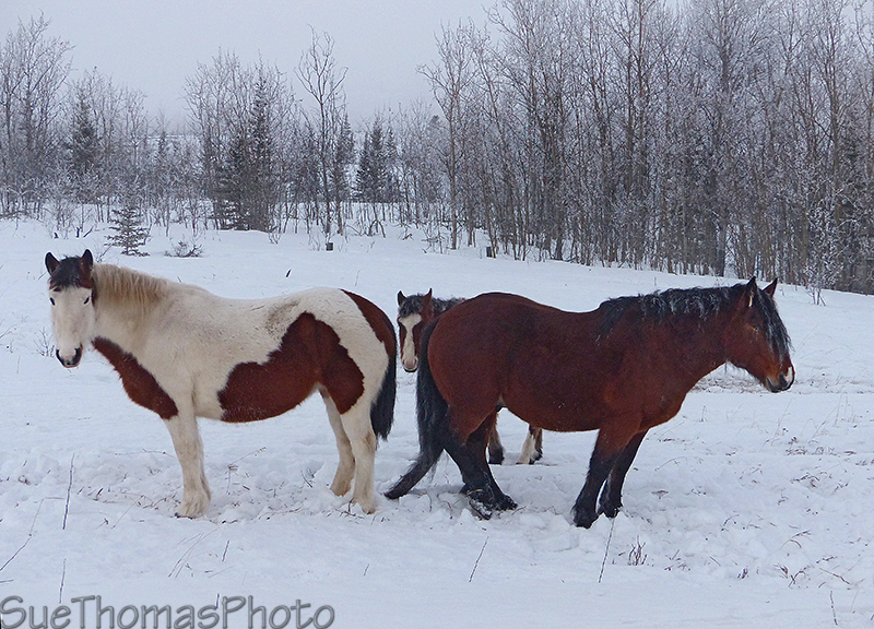 Horses on the Alaska Highway